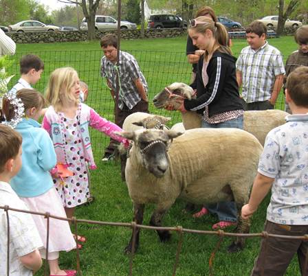 Description: SheepVisit5.3.2009 004.jpg